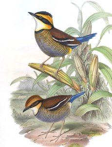 Pitta cyanura = Hydrornis (guajana) guajana door John Gould